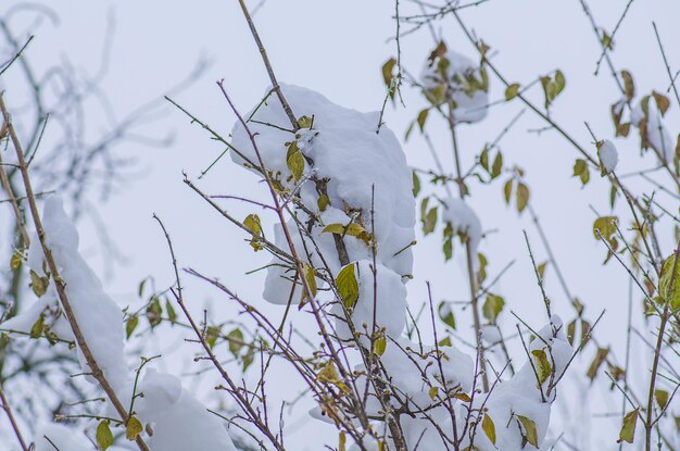 Winterhintergrund mit Schnee verzweigt Baumblätter