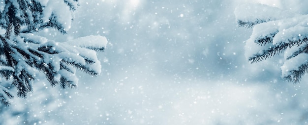 Winterhintergrund mit schneebedeckten Fichtenzweigen auf leicht verschwommenem Hintergrund im Wald bei Schneefall