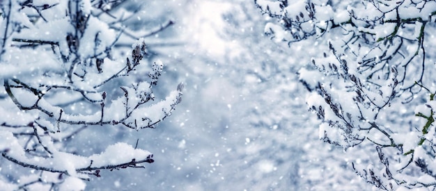 Winterhintergrund mit schneebedeckten Ästen im Winter bei Schneefall