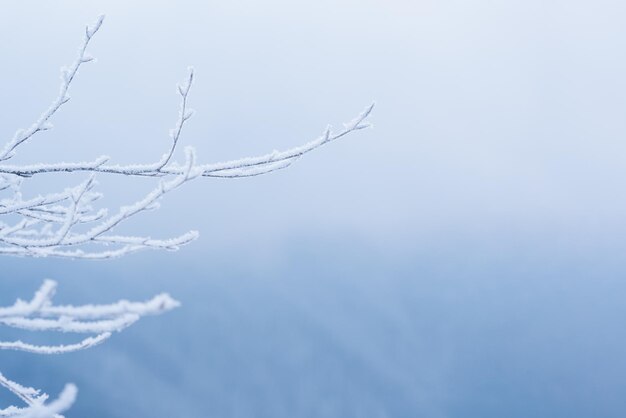 Winterhintergrund mit Zweigen im Rauhreif