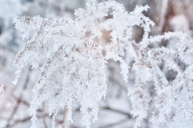 Winterhintergrund, Nahaufnahme eines mattierten Kiefernzweigs auf einem schneitenden Tag