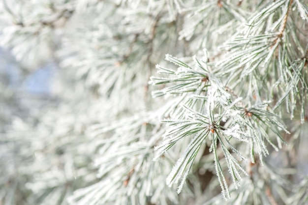 Winterhintergrund, Nahaufnahme eines Tannenzweigs an einem verschneiten Tag mit Kopienraum