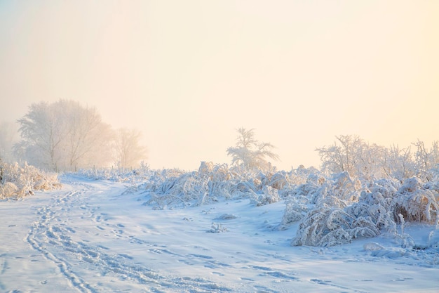 Winterhintergrund, Nebel, Pflanzen mit Raureif bedeckt. Klima, Wetter, Meteorologie.