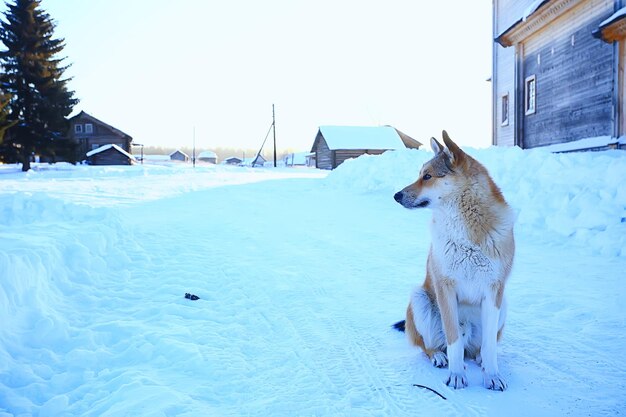 Winterhund Husky, Haustier Schnee