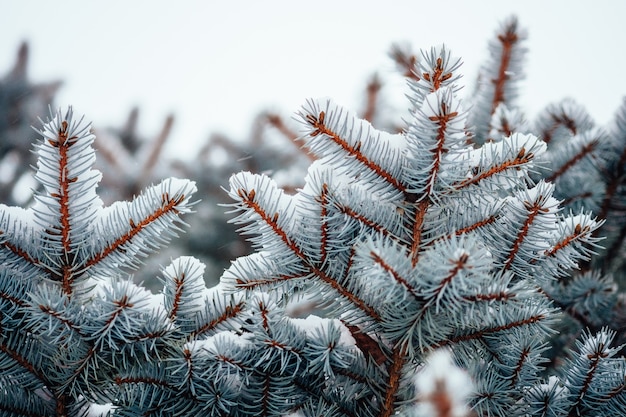 Winterkalter Schneefrosthintergrund, Tannenzweignahaufnahme, selektiver Fokus