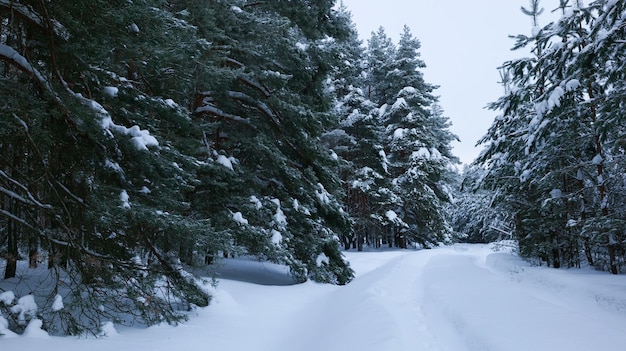 Winterkiefernwald tagsüber mit Schnee bedeckt