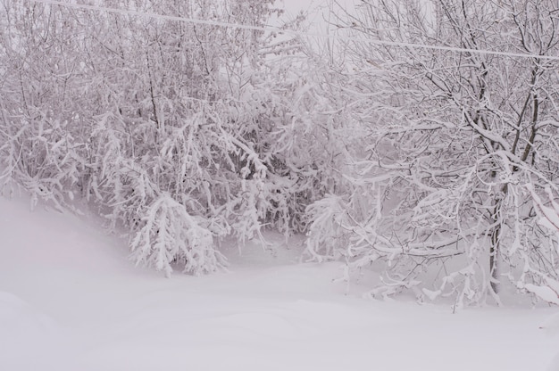 Winterlandschaft alle mit Schnee bedeckt