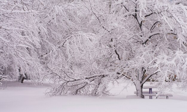 Winterlandschaft alle mit Schnee bedeckt