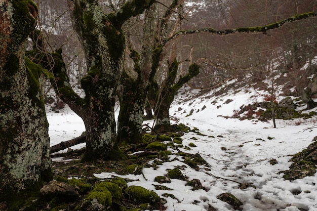 Winterlandschaft auf dem Aizkorri-Berg im Baskenland.