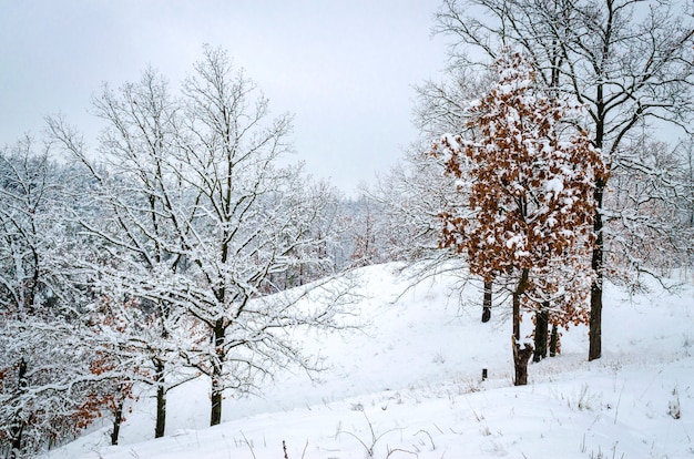 Winterlandschaft, Bäume im Schnee