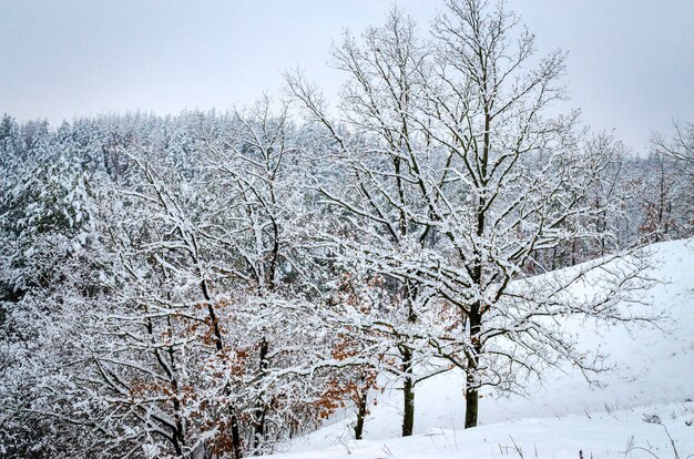 Winterlandschaft, Bäume im Schnee