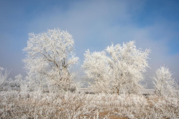 Winterlandschaft. Bäume in Reif