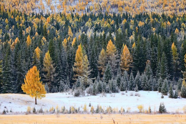 Winterlandschaft Bäume mit Raureif