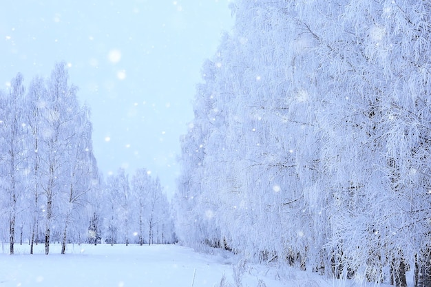 Winterlandschaft Bäume mit Raureif