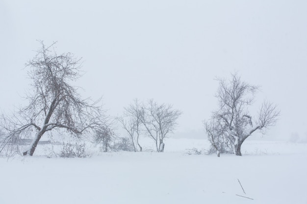 Winterlandschaft. Bäume ohne Laub auf einem Gebiet bedeckt mit Schnee.
