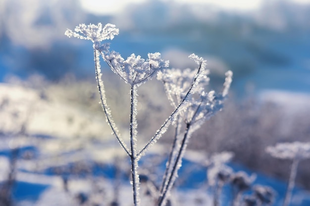 Winterlandschaft Bäume und Pflanzen mit Schnee bedeckt Die Schönheit schneebedeckter Wege Schneefall und Abkühlung in touristischen Gebieten