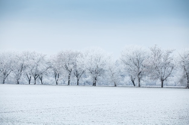 Winterlandschaft Baumreihe im Frost auf Winterfeld