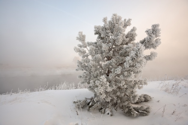 Winterlandschaft bei Sonnenaufgang, Fichte bedeckt durch Frost