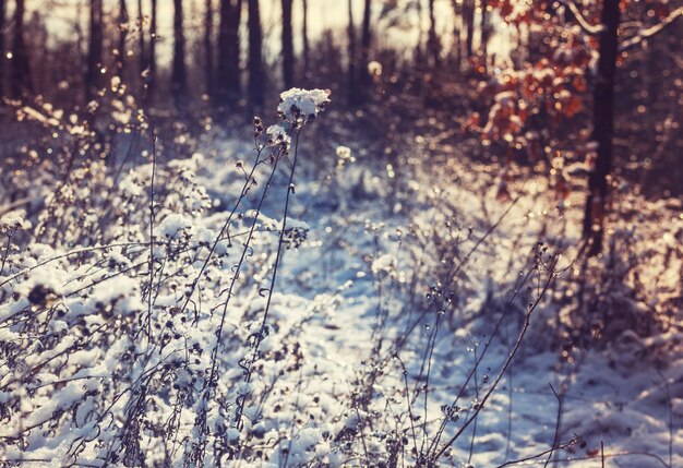 Winterlandschaft der gefrorenen Wiese.