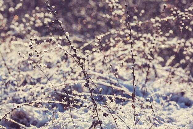 Winterlandschaft der gefrorenen Wiese.