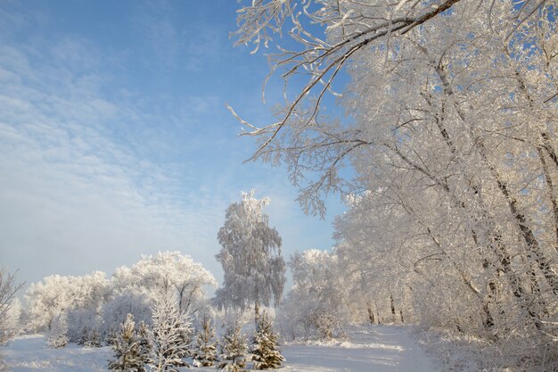 Winterlandschaft der Zweige der Bäume im Frost