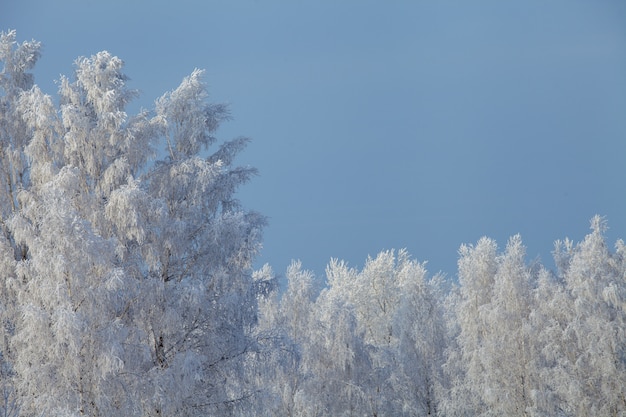 Winterlandschaft der Zweige der Bäume im Frost