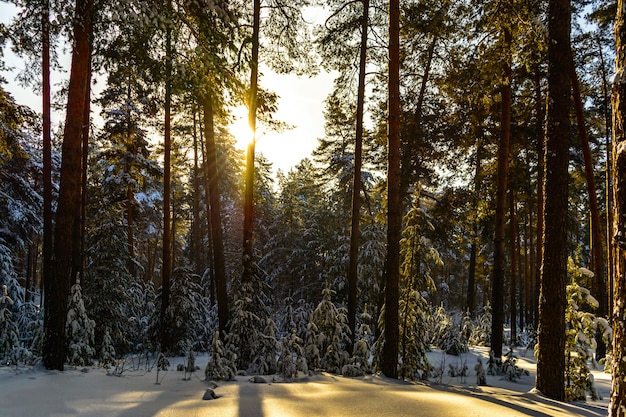 Winterlandschaft des Nadelwaldes an einem sonnigen Tag