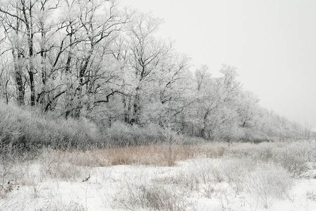 Winterlandschaft des schneebedeckten Feldes