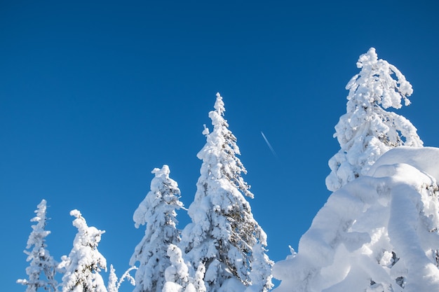 Winterlandschaft. die Spitzen schneebedeckter Bäume im kalten, klaren Polarwinter