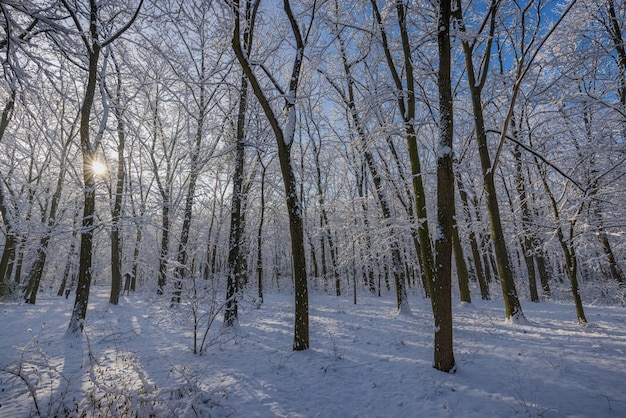 Winterlandschaft friedlicher schneebedeckter Wald. Sonniger Tag, Abenteuerwandern tief im Wald, Trail