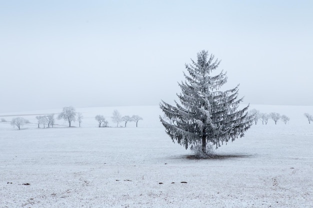 Winterlandschaft frostige Winterfichte auf Winterfeld