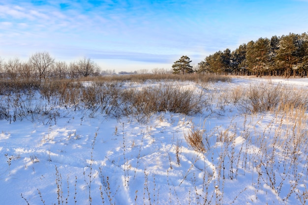 Winterlandschaft. Gefrorenes Feld auf dem Hintergrund eines schönen blauen Himmels, des Nadelwaldes und der Sträucher. Spuren aus dem Schnee.