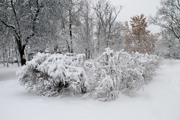 Winterlandschaft im Stadtpark