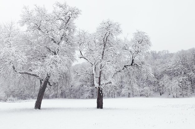 Foto winterlandschaft im verschneiten wald winterwald gefrorene bäume