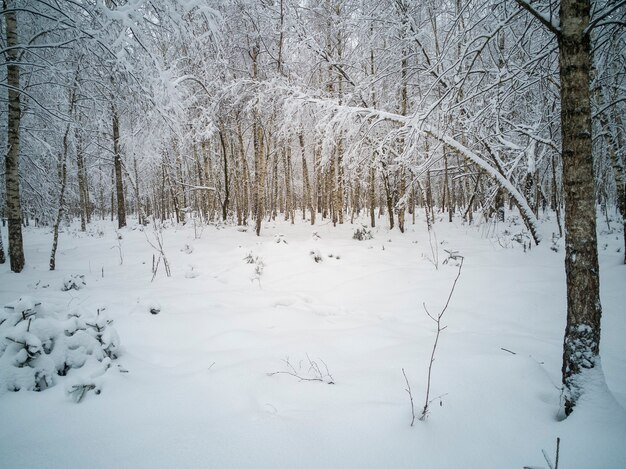 Winterlandschaft im Wald. Birkenhain