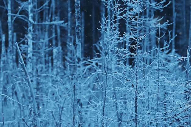 Foto winterlandschaft im wald / schneewetter im januar, schöne landschaft im verschneiten wald, ein ausflug in den norden