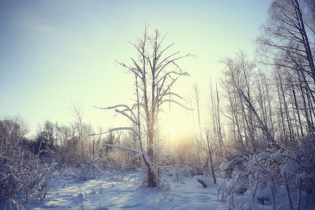 Winterlandschaft im Wald / Schneewetter im Januar, schöne Landschaft im verschneiten Wald, ein Ausflug in den Norden