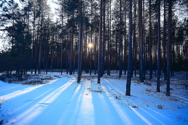 Winterlandschaft im Wald / Schneewetter im Januar, schöne Landschaft im verschneiten Wald, ein Ausflug in den Norden
