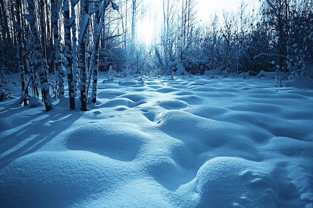 Winterlandschaft im Wald / verschneites Wetter im Januar, schöne Landschaft im verschneiten Wald, ein Ausflug in den Norden