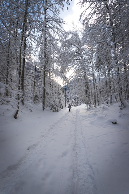 Winterlandschaft in der Natur Wanderweg schneebedeckte Bäume und blauer Himmel