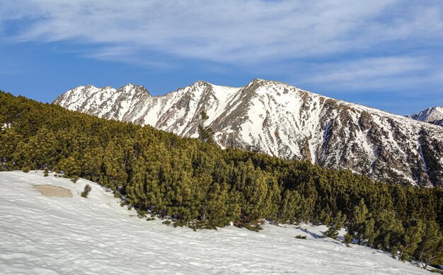 Winterlandschaft in der Slowakei - niedrige Nadelbäume und Schnee - mit Patria-Gipfel in der Tatra-Bergkette in der Ferne