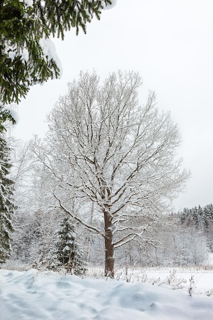 Winterlandschaft mit dichtem Schnee bedeckt einen kahlen Baum und Schneeverwehungen ringsum