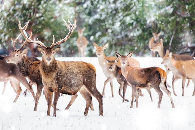 Winterlandschaft mit edlen Hirschen