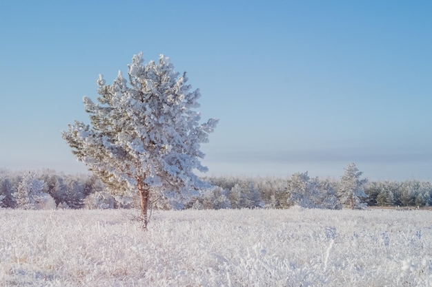 Winterlandschaft mit einer jungen Kiefer, die mit dem ersten Schnee bedeckt ist.