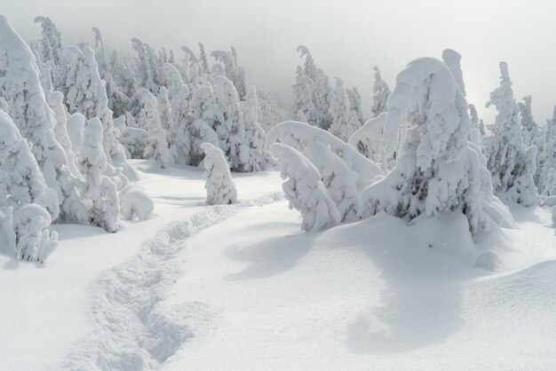 Winterlandschaft mit Fußweg im Schnee und Weihnachtsbäumen