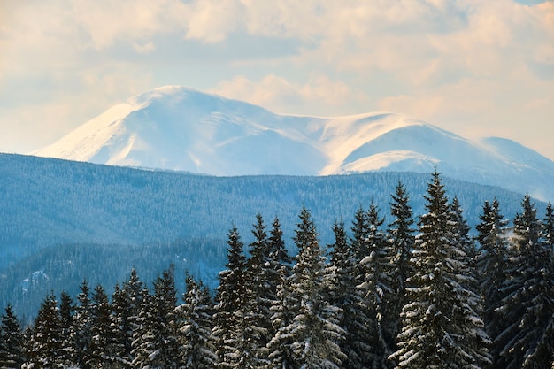 Winterlandschaft mit hohen Berghügeln bedeckt mit immergrünem Kiefernwald nach starkem Schneefall an kalten Wintertagen.