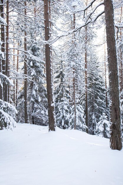Winterlandschaft mit Kiefernwald, bedeckt mit weißem Schnee. Selektiver Fokus
