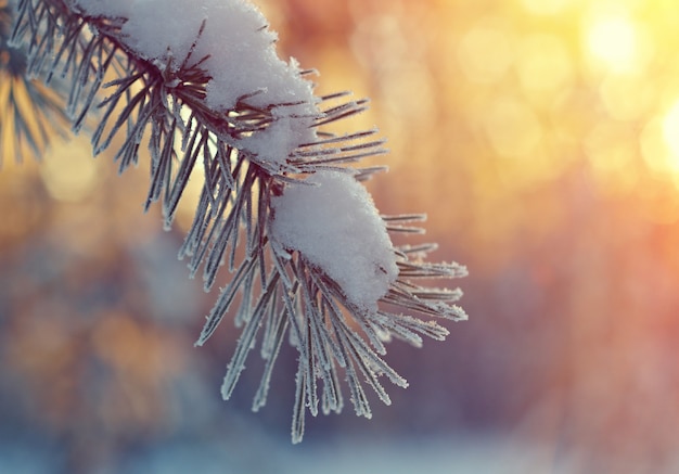 Winterlandschaft mit Kiefernwald und Sonnenuntergang