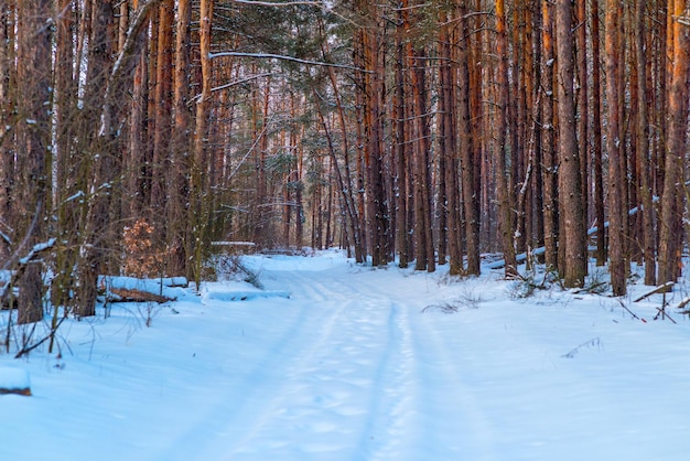 Winterlandschaft mit Pinienwald und Schnee.