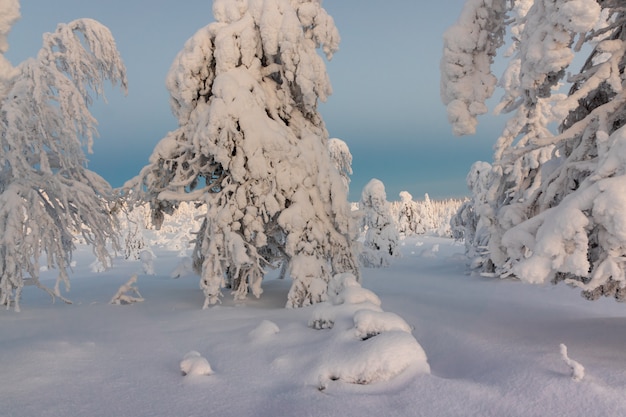 Winterlandschaft mit Schnee bedeckte Bäume im Winterwald.